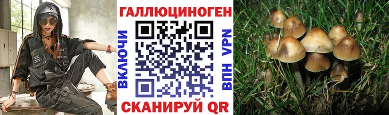 OMG Калачинск Псилоцибиновые грибы мицелий